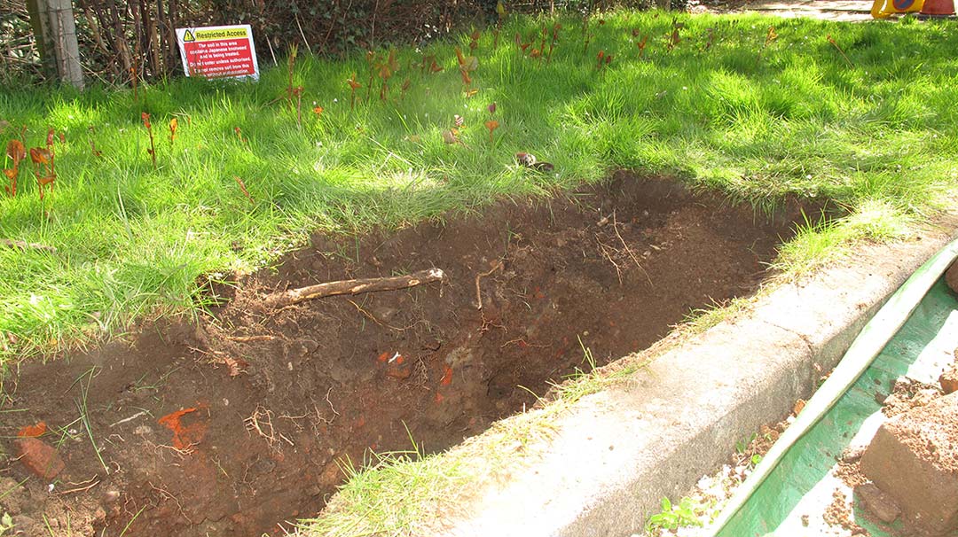 Japanese Knotweed removal Solihull