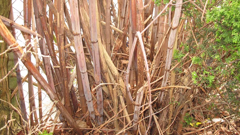 Japanese knotweed removal coventry