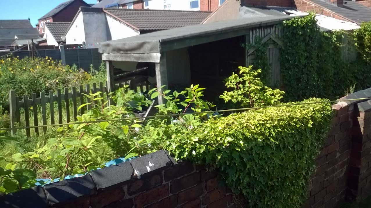 How to get a mortgage with Japanese knotweed