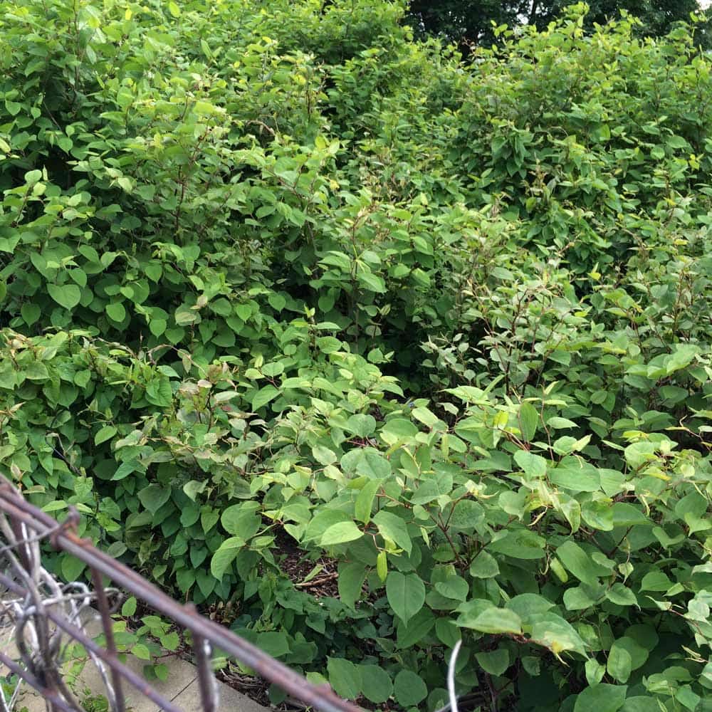 Japanese Knotweed Explained - We break it down for you