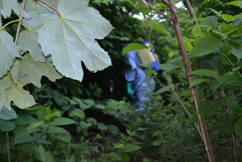 Knotweed treatment in Telford