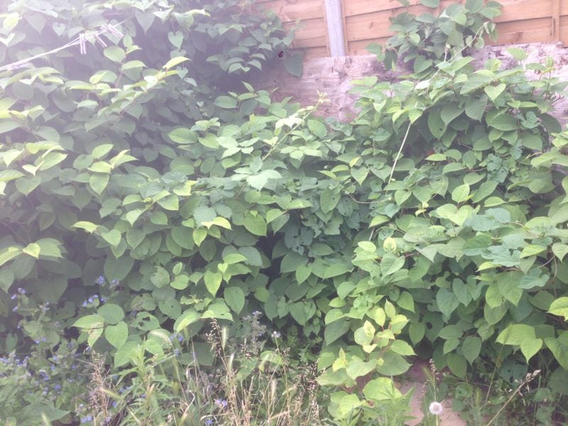 Japanese Knotweed Stem Injection Cannock