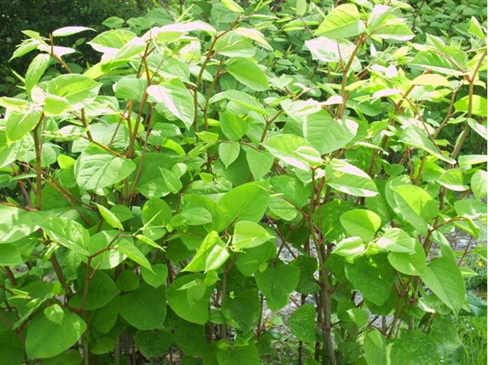 Japanese Knotweed Stem Injection on Commercial Site in Walsall