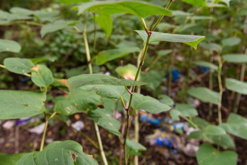 Knotweed in Bradford