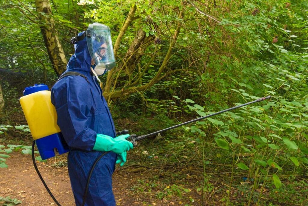 Knotweed Removal in Kettering 