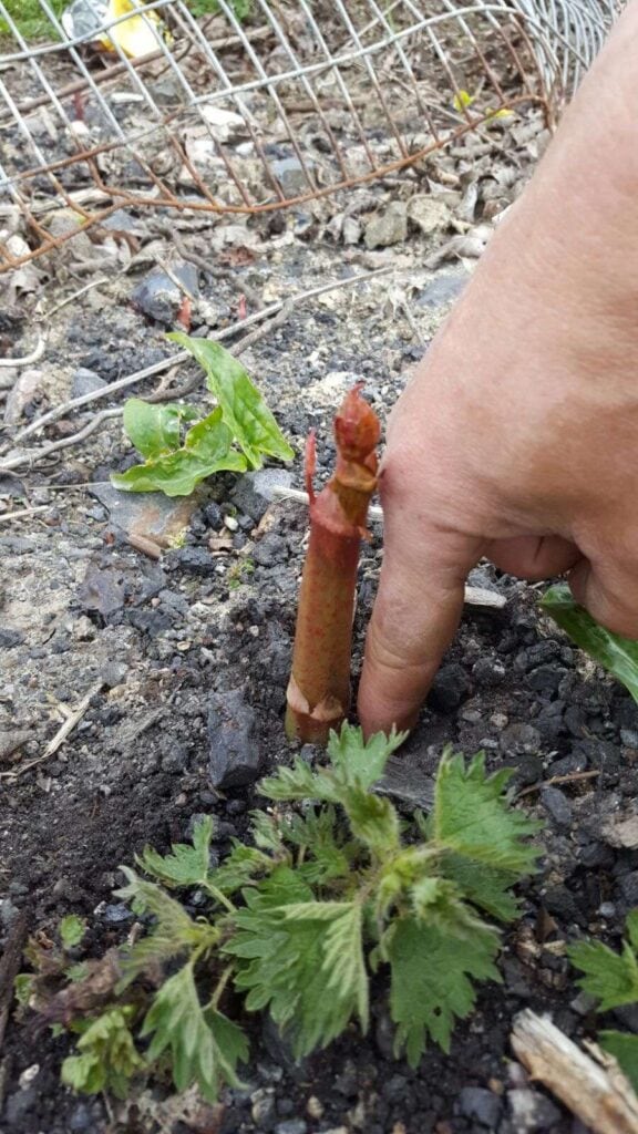 Picture showing young Japanese Knotweed and how to identify knotweed in spring