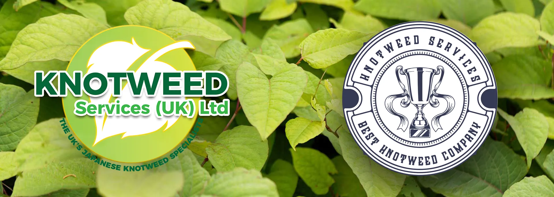 Best Japanese Knotweed Specialists