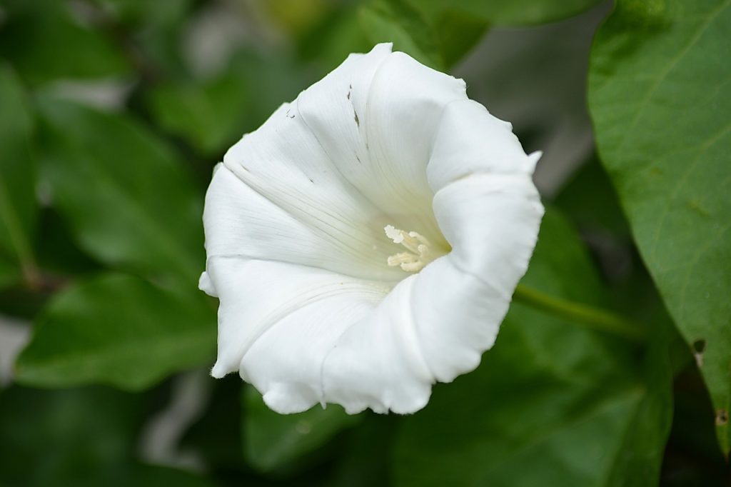 Bindweed image showing leaf shape