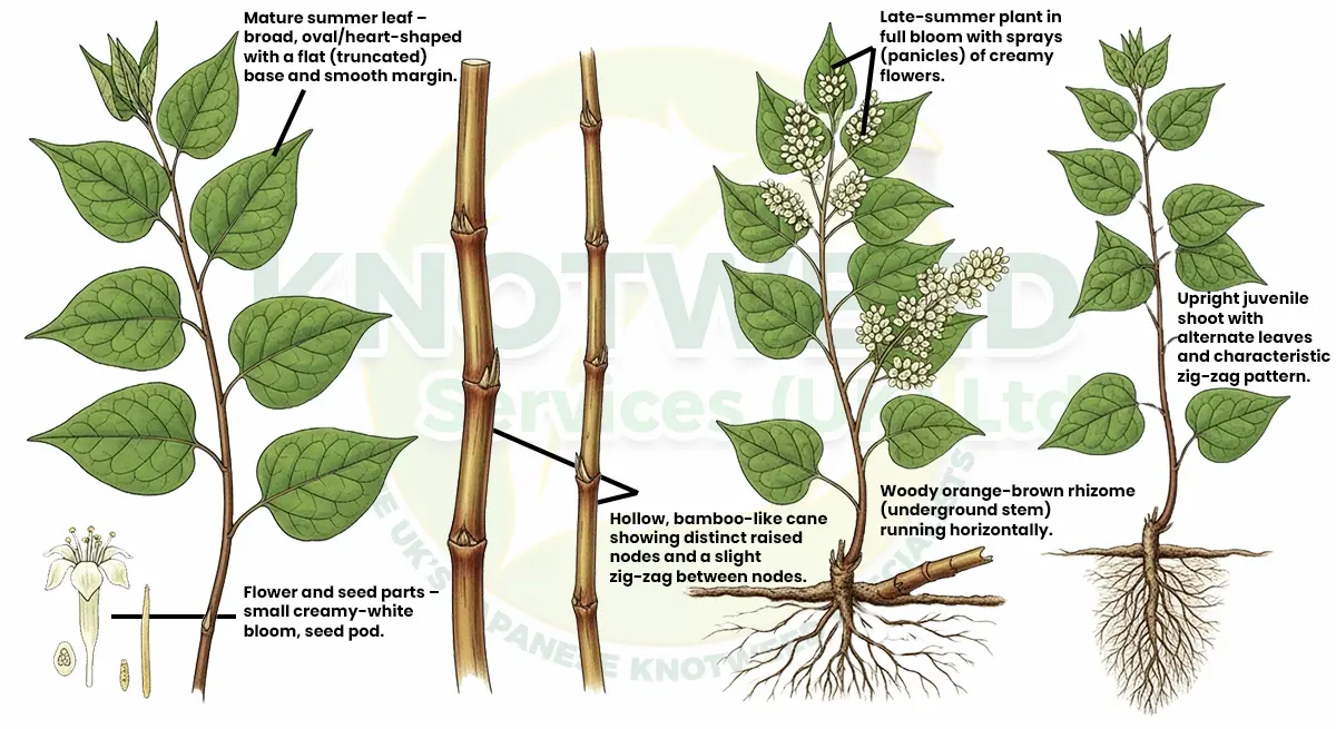 Identifying features of Japanese Knotweed - Botanical illustration