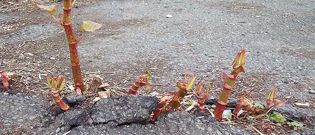 Japanese Knotweed Shoots in Winter