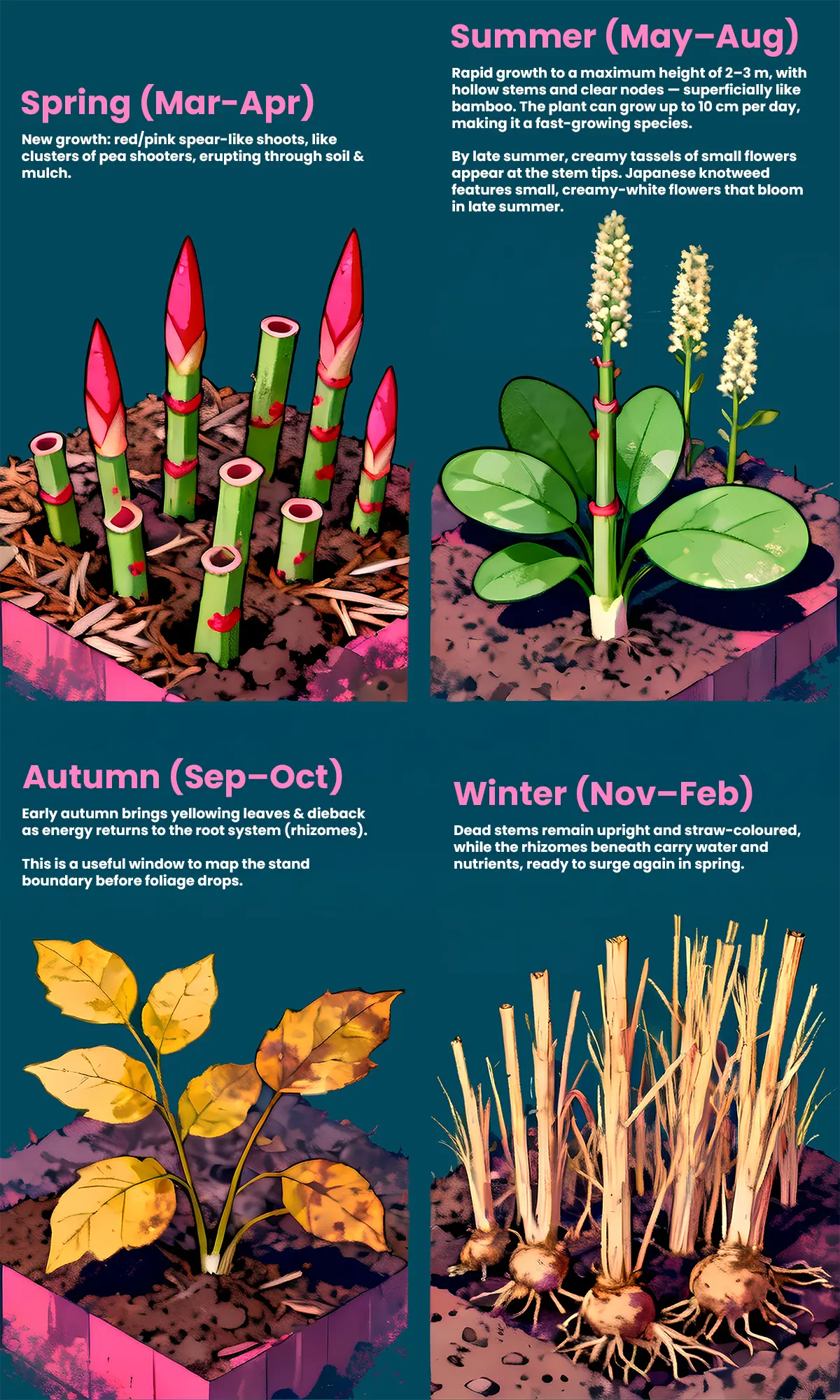 Japanese Knotweed through the seasons