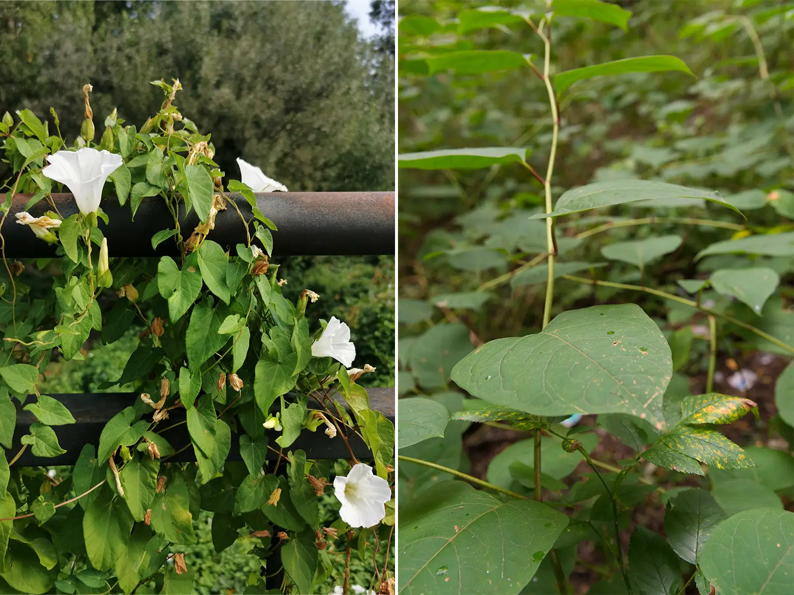 Side-by-side comparison of Japanese knotweed's upright growth versus bindweed's climbing habit on garden structures
